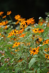 yellow flowers in garden