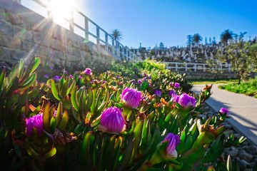 tulips in park