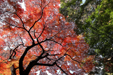 紅葉の風景