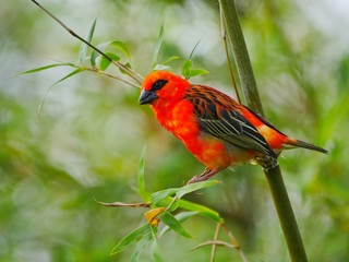 Red Fody bird perching on bamboo stem