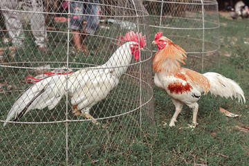 Fighting cock farm
