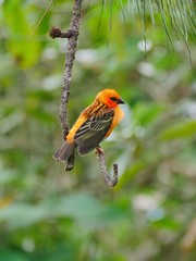 Red Fody bird perching in natural habitat