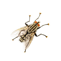 Drosophila Diptera Fly Insect Isolated on White