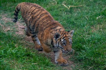 tiger cub playing in the jungle