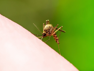 Encephalitis, Yellow Fever, Malaria Disease or Zika Virus Infected Culex Mosquito Parasite Insect Macro on Green Background