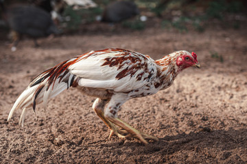  Fighting cock farm