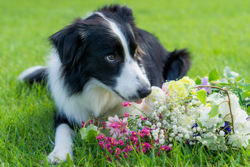 ボーダーコリー　犬　牧羊犬　シープドッグ　花
