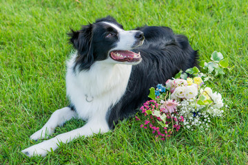 ボーダーコリー　犬　牧羊犬　シープドッグ　花