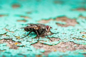Diptera Meat Fly Insect On Stone Wall