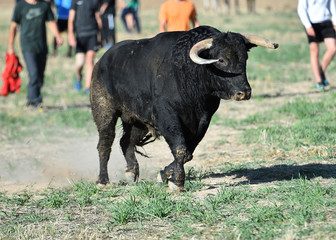 toro bravo español