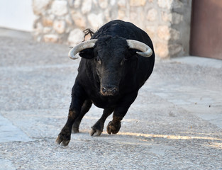 toro bravo español