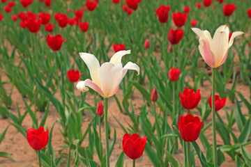 Tulips flowers in the garden