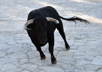 toro bravo español