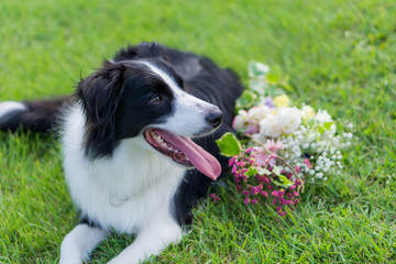 ボーダーコリー　犬　牧羊犬　シープドッグ　花
