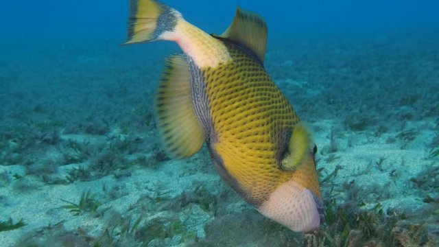 Close up of triggerfish hunts washing out sand on the seabed covered with seagrass, on blue water background. Titan Triggerfish (Balistoides viridescens) Reda Sea, Egypt