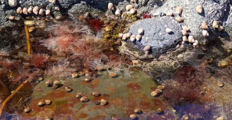 Rockpool at low tide
