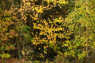 autumn in the mountains with yellow foliage