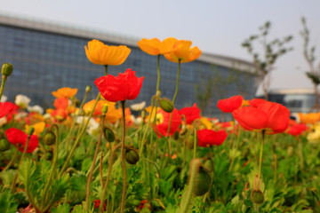 corn poppy flowers and buildings
