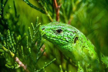 Male Lacerta Agilis Sand Lizard Reptile Animal Macro Close-up