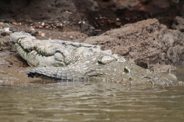 Crocodile