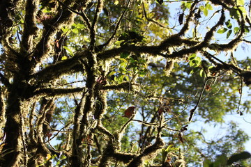 Plantes épiphytes  © Estelle R