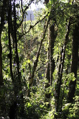 Fototapeta premium Plantes épiphytes 