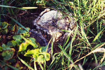 Stump after a felled tree among the grass.