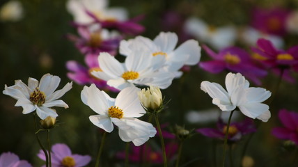 Fototapeta premium ガーデン