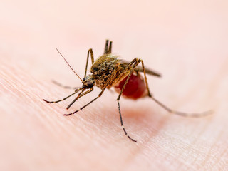 Dangerous Zika Infected Mosquito Skin Bite. Leishmaniasis, Encephalitis, Yellow Fever, Dengue, Malaria Disease, Mayaro or Zika Virus Infectious Culex Mosquito Parasite Insect Macro.