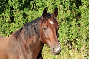 Obraz na płótnie Canvas head portrait of a beautiful brown horse in the sunshine
