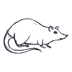 Rat or Mouse Hand Drawn on white background. Vector