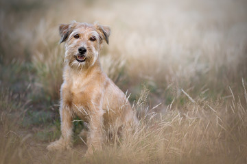 Portrait von einem Hund im Freien