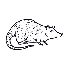Rat or Mouse Hand Drawn on white background. Vector