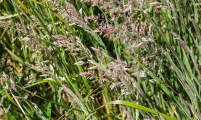 Grasses on the machair