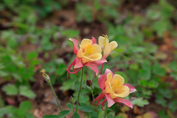 garden columbine flowers