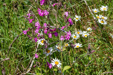 Fototapeta premium Spring flowers