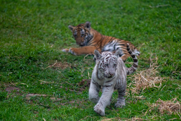 tiger cub playing in the jungle