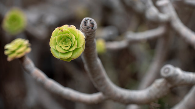 Kleinia neriifolia, known in Spanish as verode, It is endemic to the Canary Islands