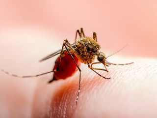 Dangerous Malaria Infected Mosquito Skin Bite. Leishmaniasis, Encephalitis, Yellow Fever, Dengue, Malaria Disease, Mayaro or Zika Virus Infectious Culex Mosquito Parasite Insect Macro.