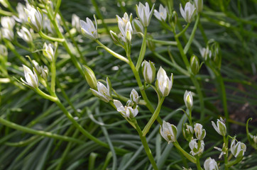 Autumn Crocus 