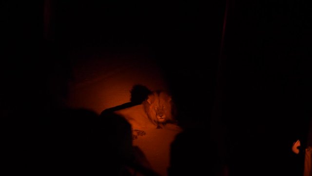 Night time, large male lion in spotlight laying on ground, fixed shot