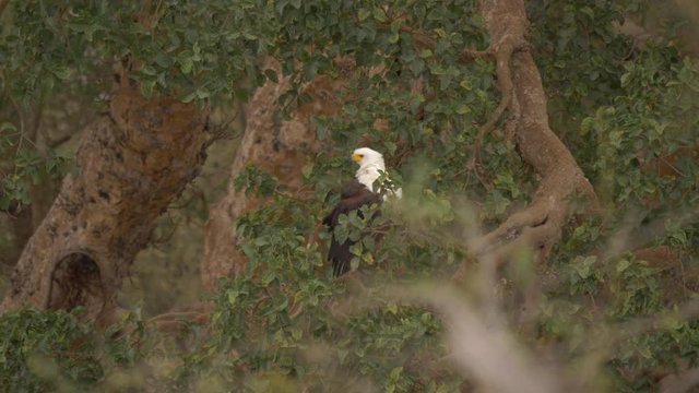 African sea eagle preening its feathers in large green tree, medium shot