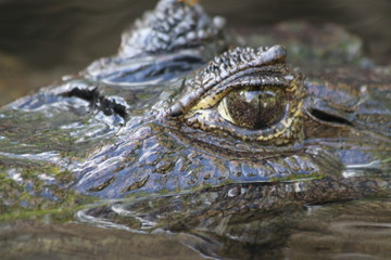 Alligator dans la mangrove