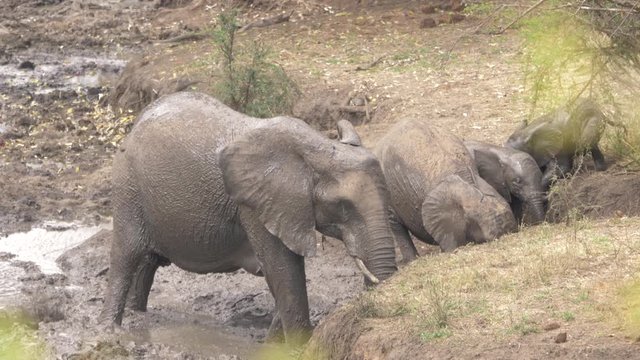 Family of African elephants with calves throwing a playing in mud, wide shot