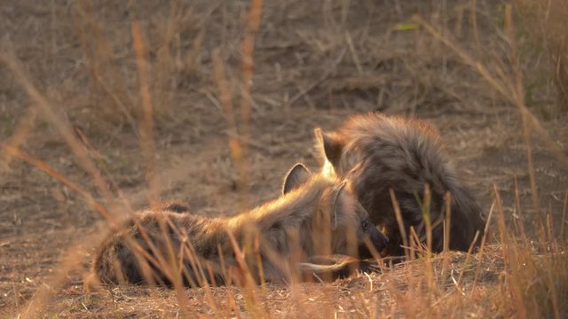 Two hyena cubs laying on ground together in afternoon sun, medium shot