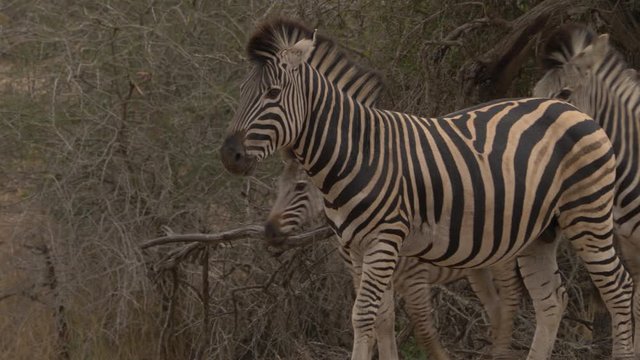 Small herd of wild African Zebra with foals, walking through frame, medium shot