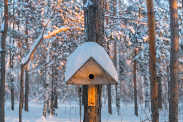 Birdhouse covered with snow on a pine tree. Shelter for birds. Sunny day in the forest.