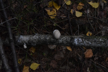 Pilze sammeln, Herbst, Tharandter Wald