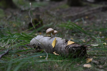Naklejka na ściany i meble Pilze sammeln, Herbst, Tharandter Wald