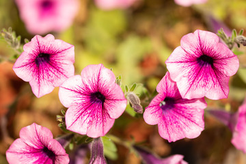 pink flowers in the garden